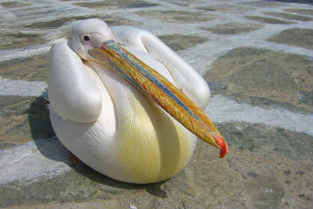 Peter the Pelican