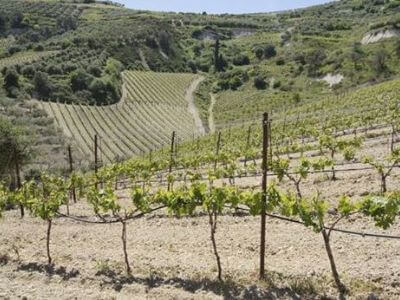 Aivalis Winery | Peloponnese wines | The Vineyards of Peloponnese | Peloponnese Wine Region | Peloponnese Wine Roads | Wines and Grape Varieties of Peloponnese | Peloponnese wineries | Wines from the Peloponnese