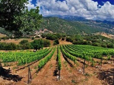 Antonopoulos Vineyards | Peloponnese wines | The Vineyards of Peloponnese | Peloponnese Wine Region | Peloponnese Wine Roads | Wines and Grape Varieties of Peloponnese | Peloponnese wineries | Wines from the Peloponnese