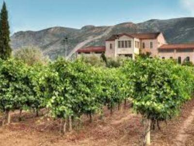 Dereskos Domaine | Peloponnese wines | The Vineyards of Peloponnese | Peloponnese Wine Region | Peloponnese Wine Roads | Wines and Grape Varieties of Peloponnese | Peloponnese wineries | Wines from the Peloponnese