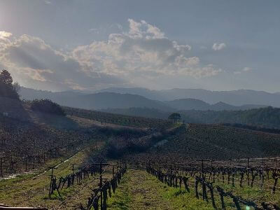 Gioulis Domaine | Peloponnese wines | The Vineyards of Peloponnese | Peloponnese Wine Region | Peloponnese Wine Roads | Wines and Grape Varieties of Peloponnese | Peloponnese wineries | Wines from the Peloponnese