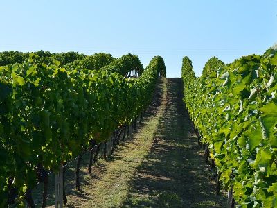 Kokkalis Estate | Peloponnese wines | The Vineyards of Peloponnese | Peloponnese Wine Region | Peloponnese Wine Roads | Wines and Grape Varieties of Peloponnese | Peloponnese wineries | Wines from the Peloponnese