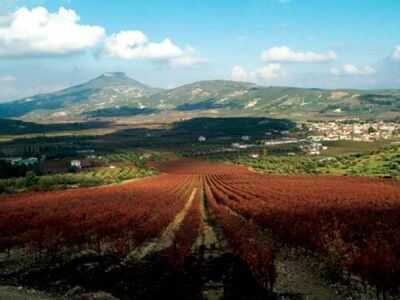 Palivos Estate | Peloponnese wines | The Vineyards of Peloponnese | Peloponnese Wine Region | Peloponnese Wine Roads | Wines and Grape Varieties of Peloponnese | Peloponnese wineries | Wines from the Peloponnese