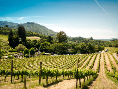 Epirus Wine Region | Wine Route of Epirus | Wine growing area of Epirus