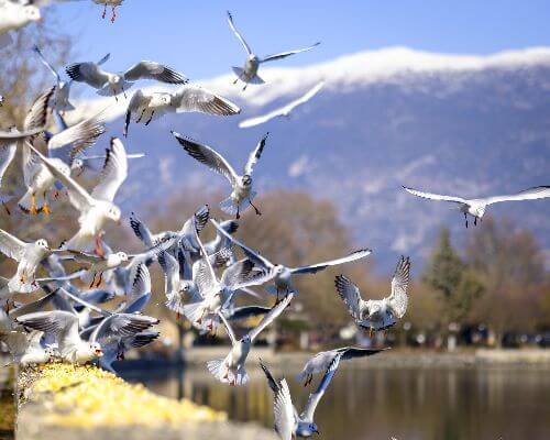 Ioaninna seagulls | Western Greece | Epirus