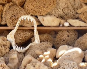 Kalymnos sponges