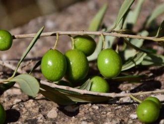 Greece Oliveoil Production